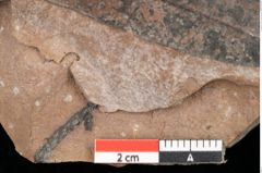 Foto (Detailsansicht) von Quercus palaeoilex Ettingshausen (NHMW-GEO-2024-0188-0768)